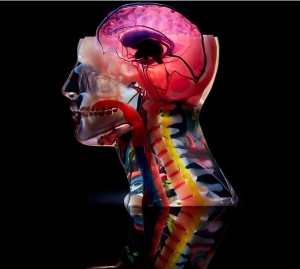 Stratasys J750 Dijital Anatomi 3D Yazıcı